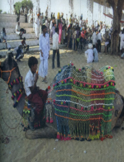 Camel Girth Rajasthan