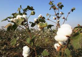 Organic Cotton of Surat, Gujarat
