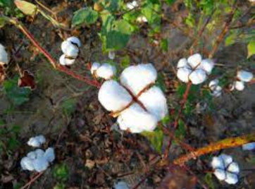 Organic Cotton of Telangana