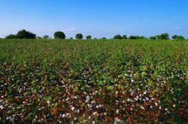 Organic Cotton of Uttar Pradesh