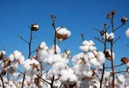 Organic Cotton of Jaipur, Rajasthan